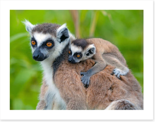 Mammals