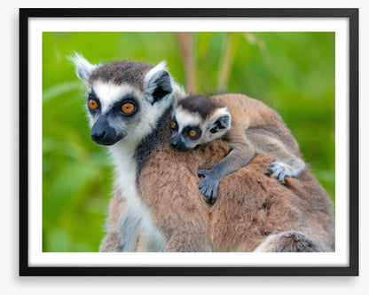 Mammals