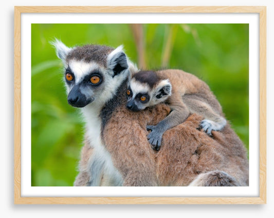 Mammals