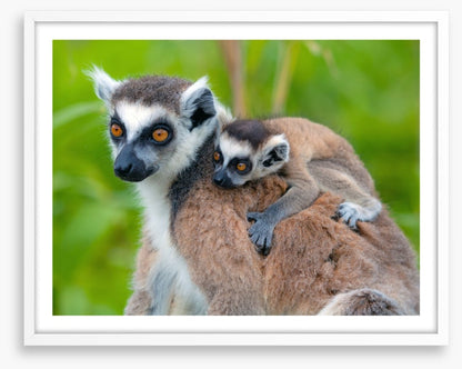 Mammals
