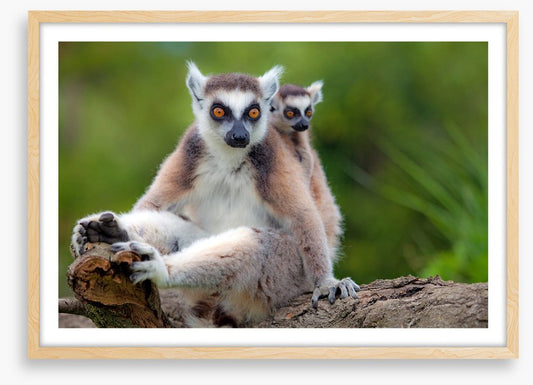 Mammals