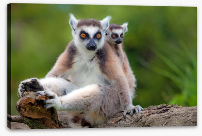 Mammals