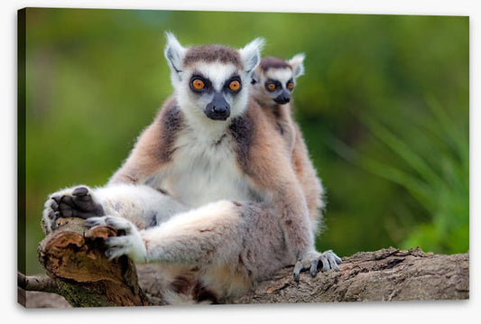 Mammals