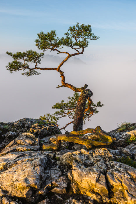 Alone at the top