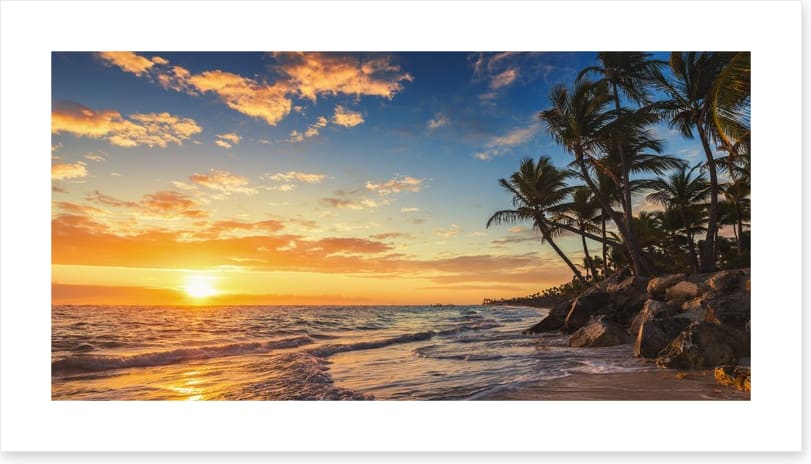Palm tree paradise