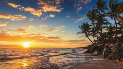 Palm tree paradise