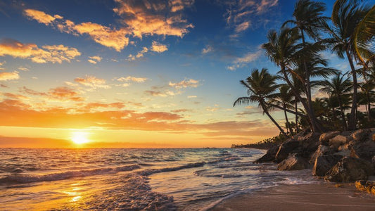 Palm tree paradise