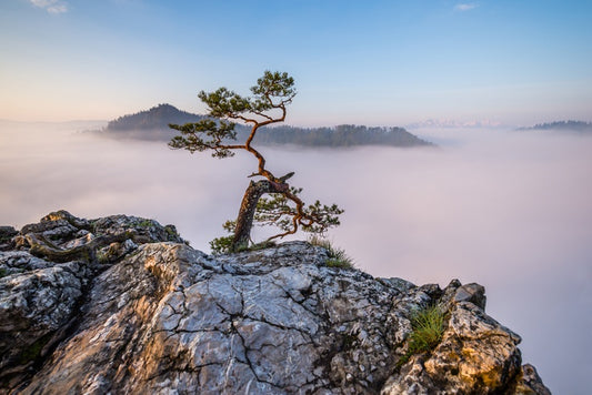 Ruling the mist