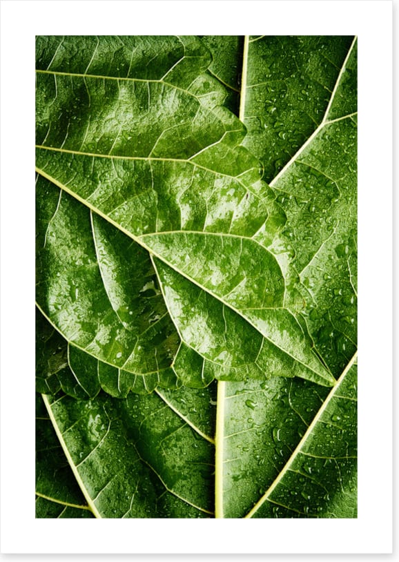 Leaves