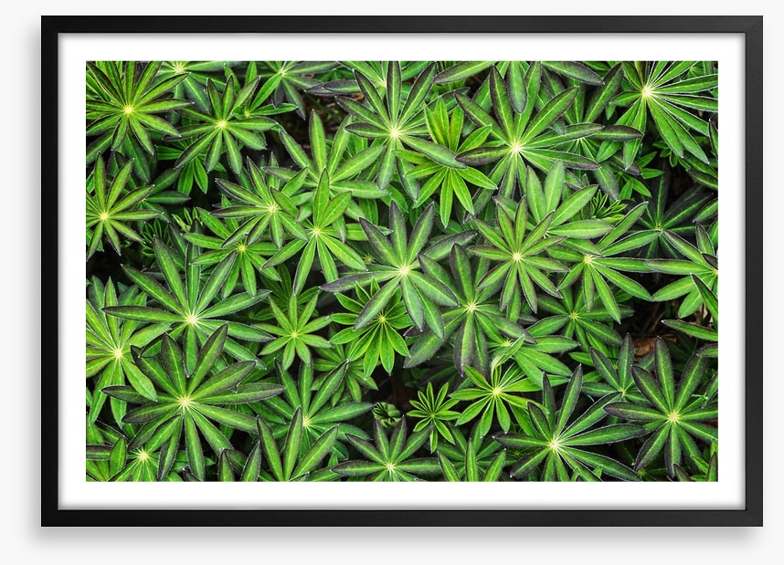 Leaves
