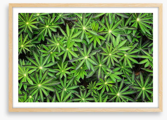 Leaves