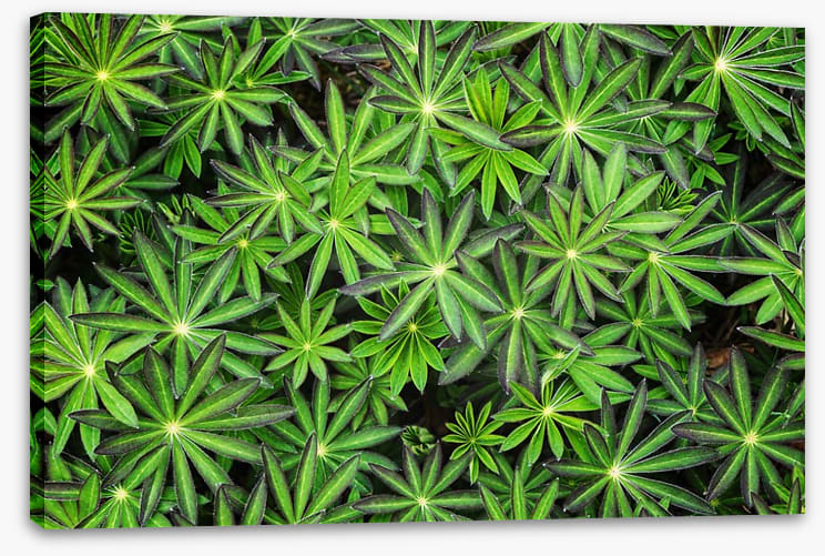 Leaves