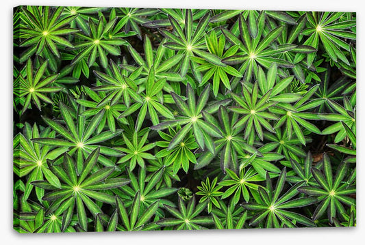 Leaves