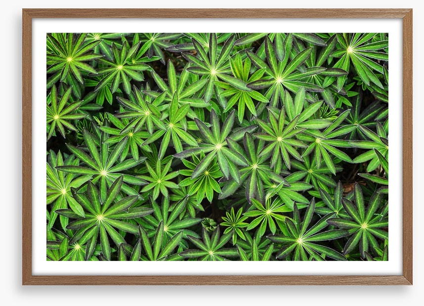 Leaves