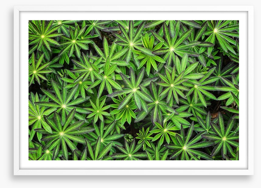 Leaves