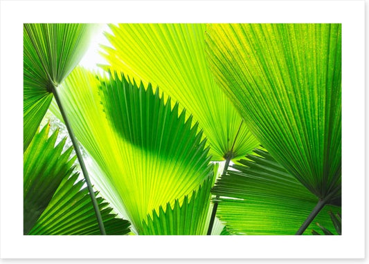 Green palm fronds