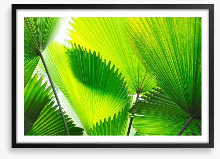 Green palm fronds