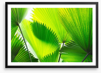 Green palm fronds