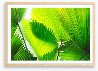 Green palm fronds