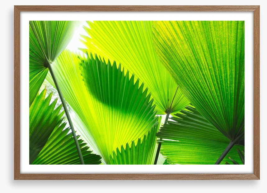 Green palm fronds