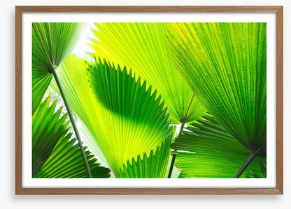 Green palm fronds