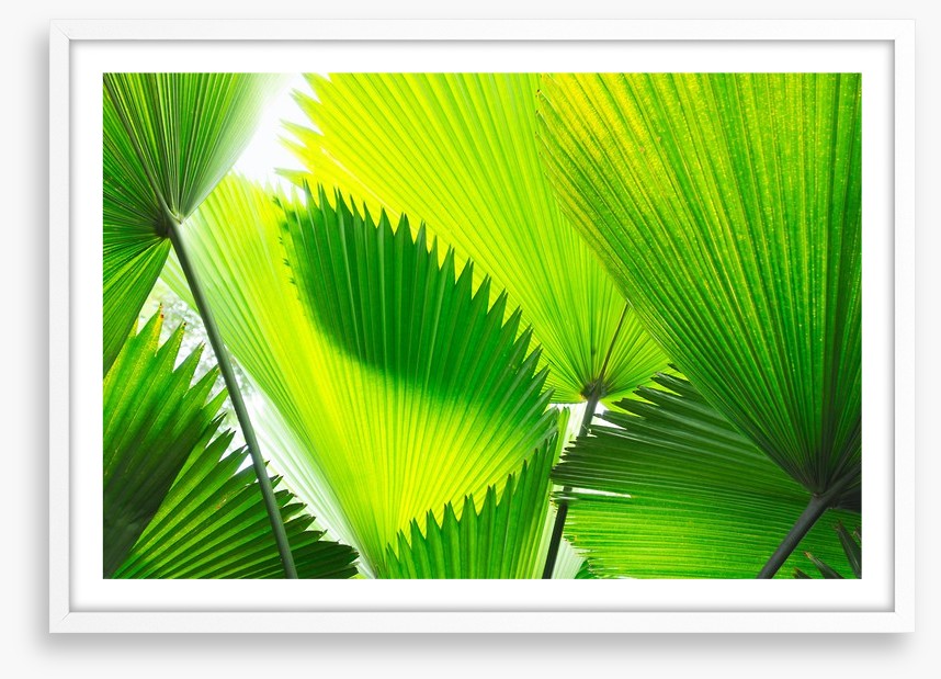 Green palm fronds