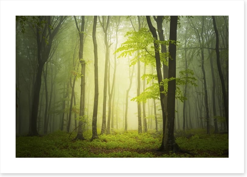 Forests