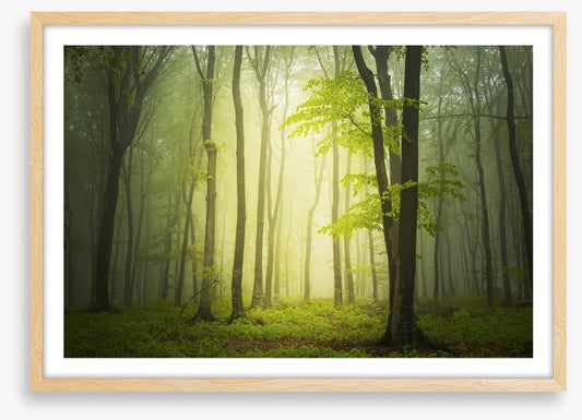 Forests