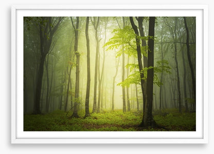 Forests