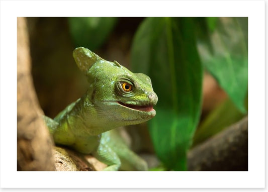 Reptiles / Amphibian