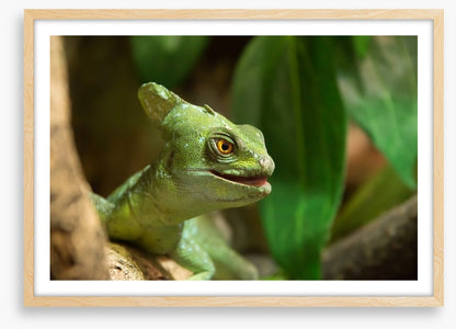 Reptiles / Amphibian