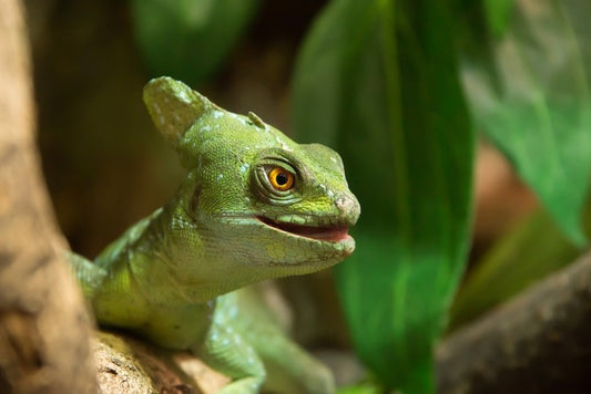 Reptiles / Amphibian
