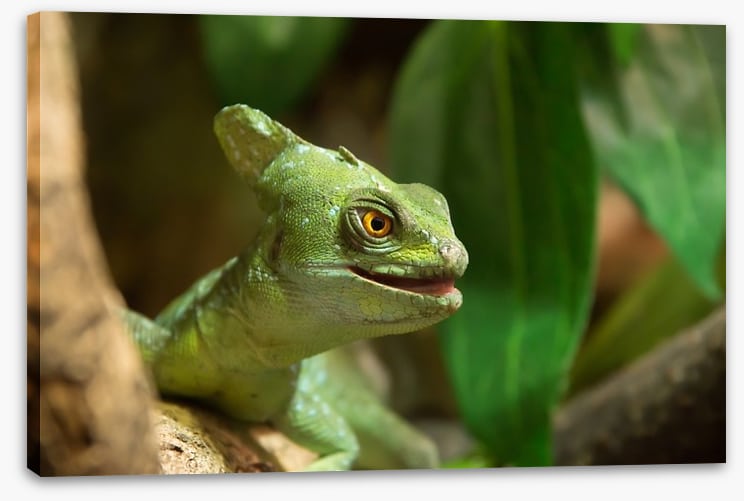 Reptiles / Amphibian