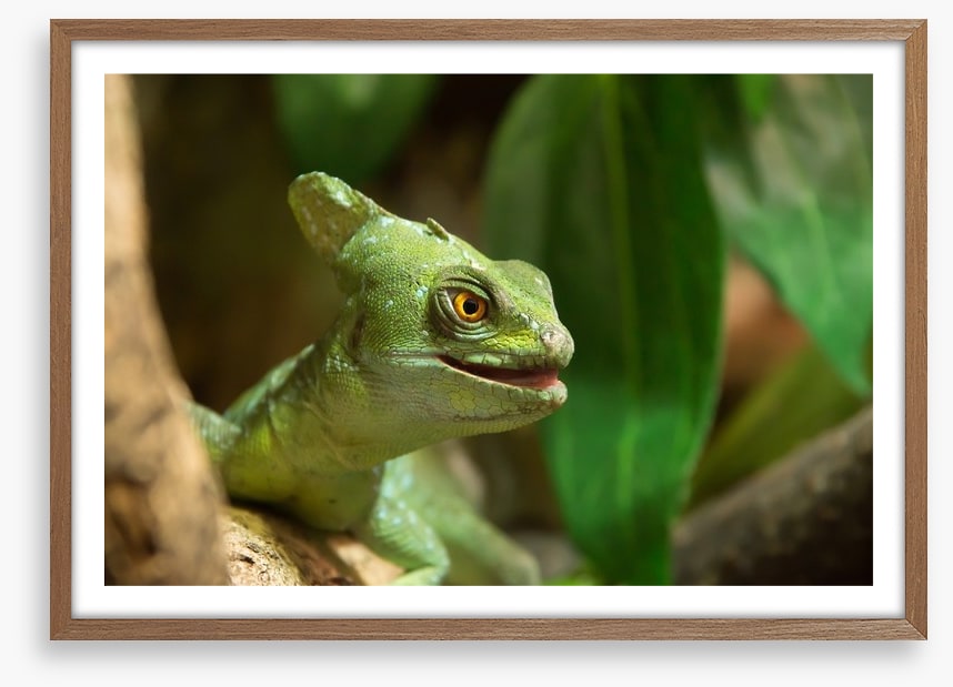 Reptiles / Amphibian
