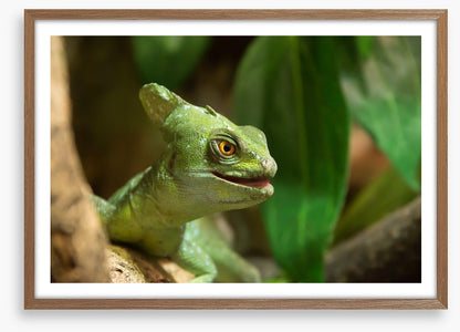 Reptiles / Amphibian