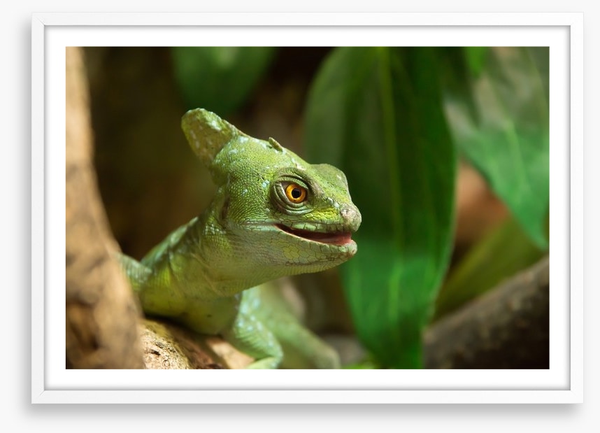 Reptiles / Amphibian