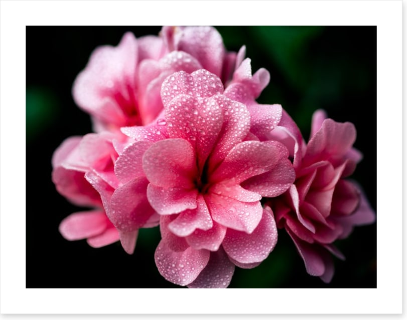 A blush with dew