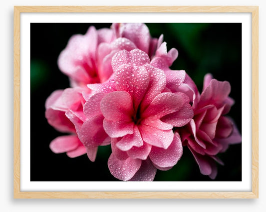 A blush with dew