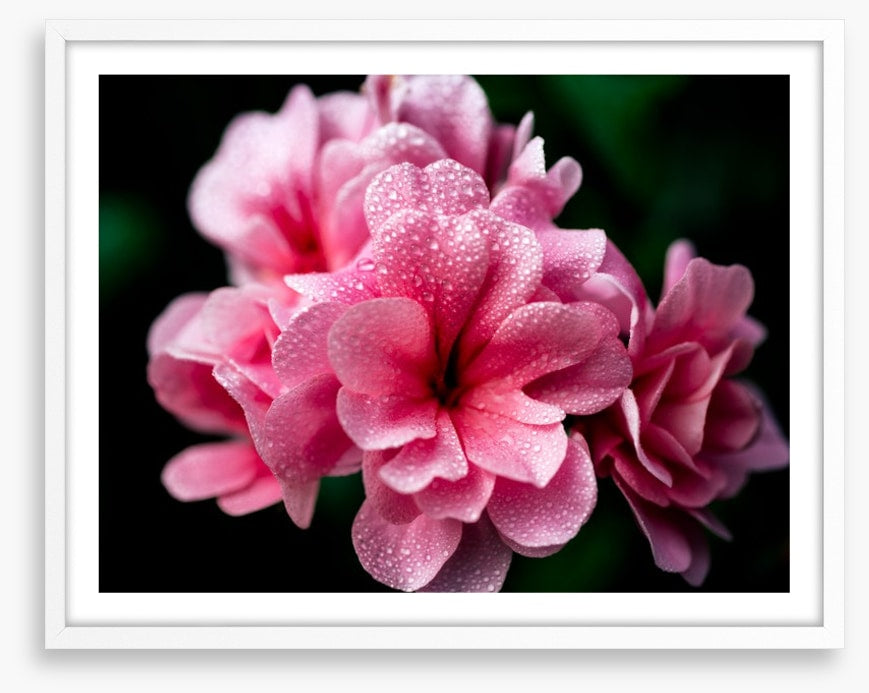 A blush with dew
