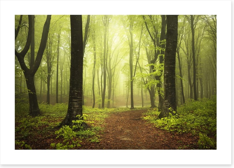 Between two trees