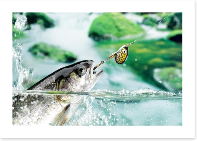 Taking the bait