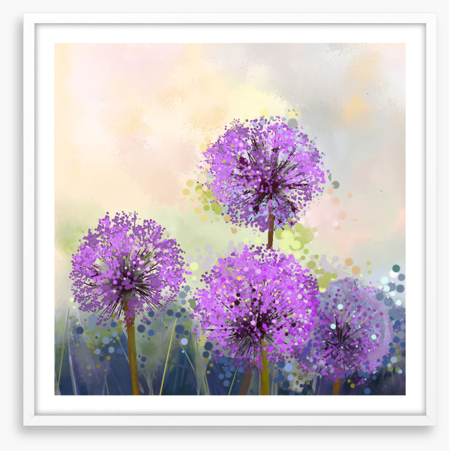 Allium allure
