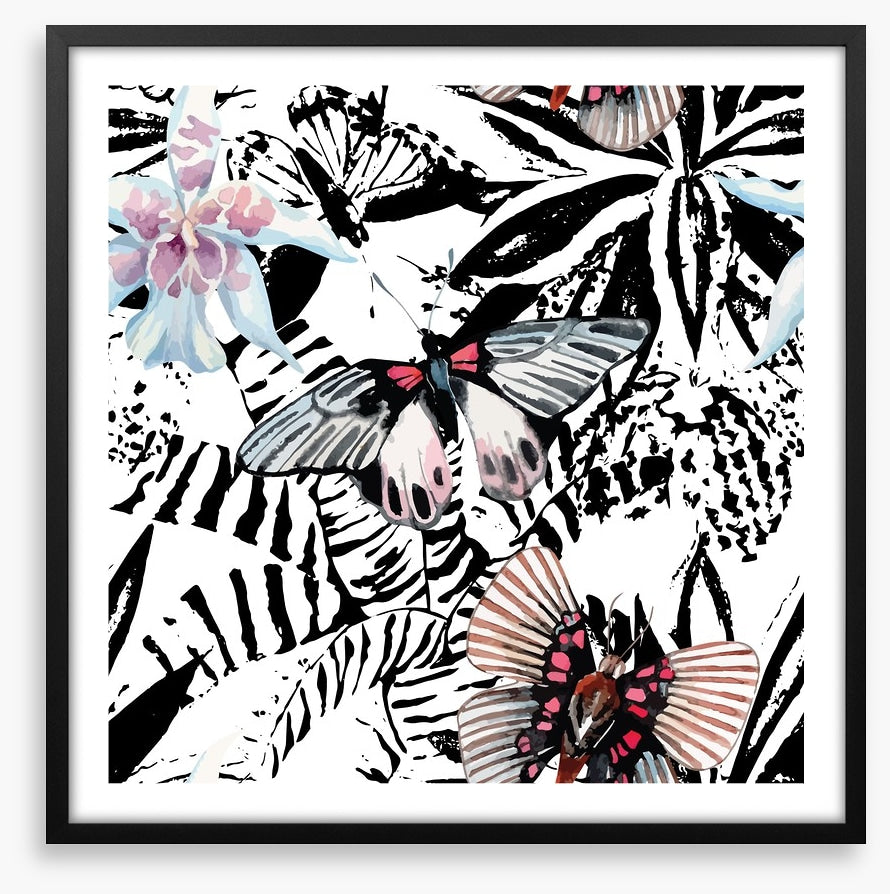 Butterflies