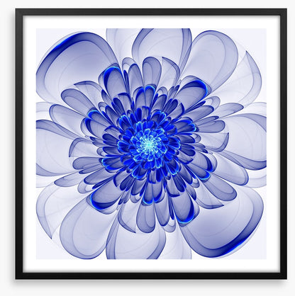Indigo bloom