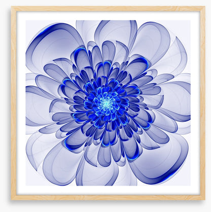 Indigo bloom