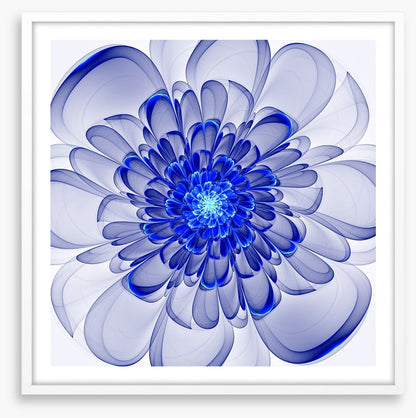 Indigo bloom