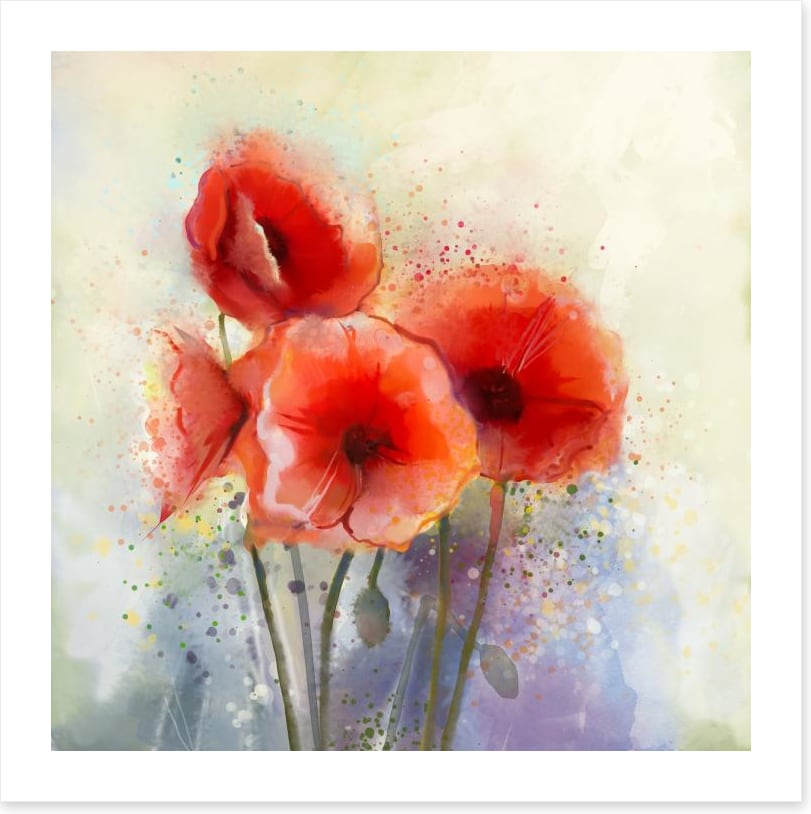 Red poppy splash