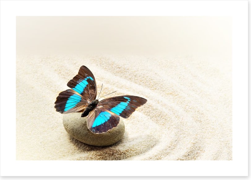 Prepona Laerte on the sand