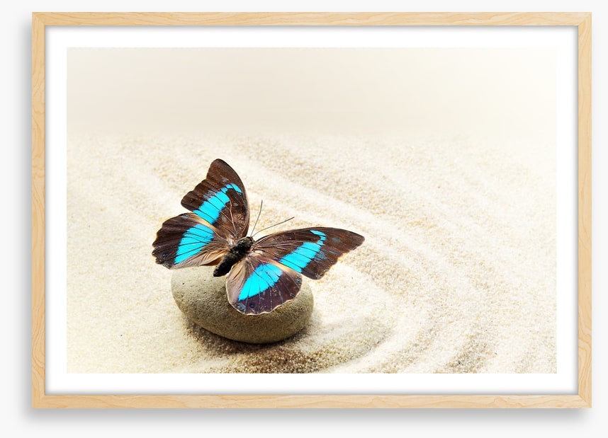 Prepona Laerte on the sand
