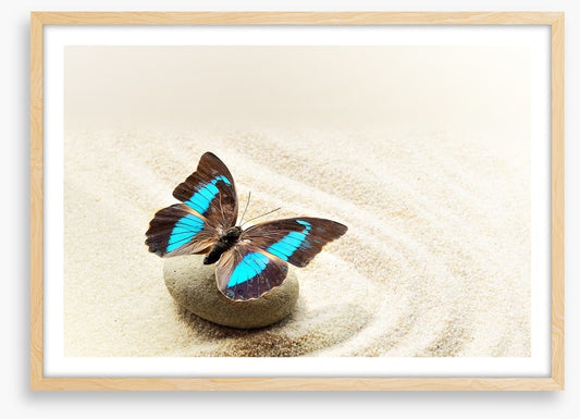 Prepona Laerte on the sand